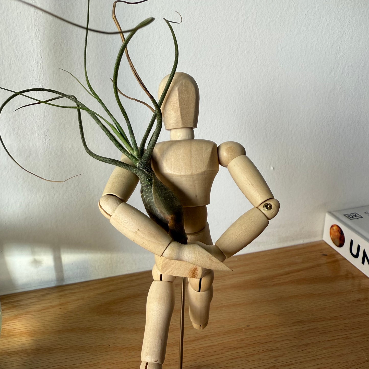 Air Plant Puppet Wooden Stands