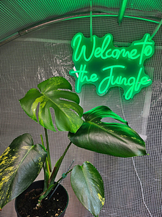 "Welcome to the jungle" LED Light