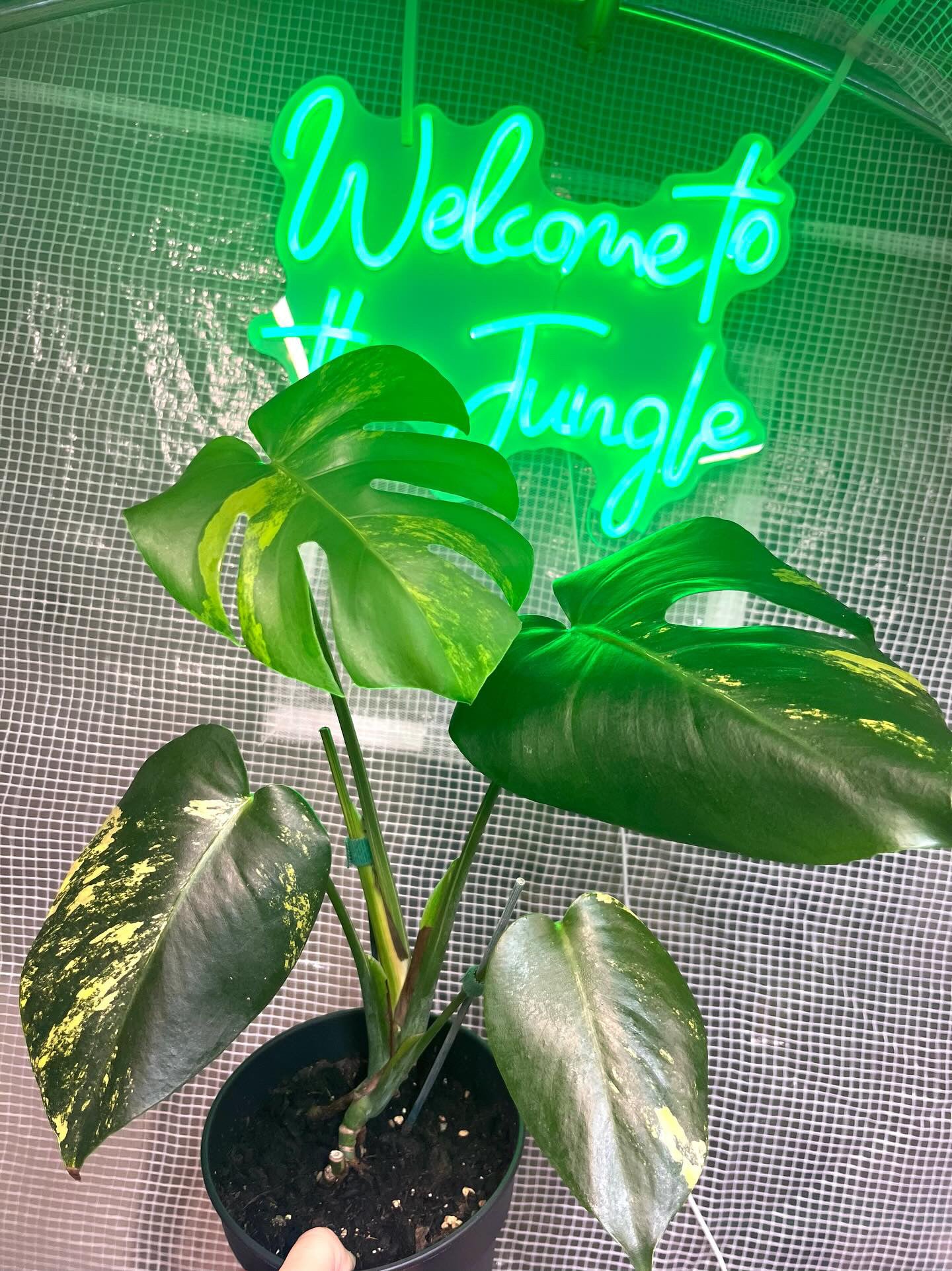 "Welcome to the jungle" LED Light