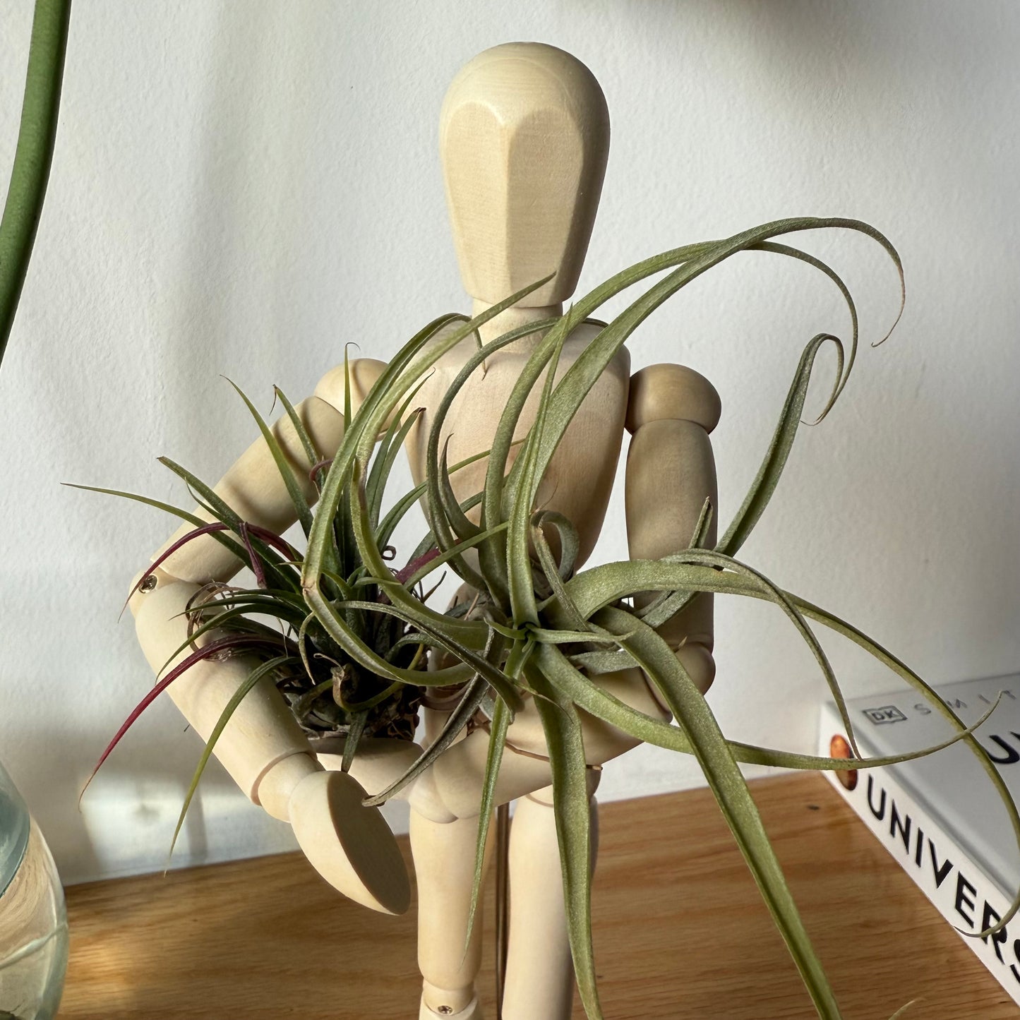 Air Plant Puppet Wooden Stands