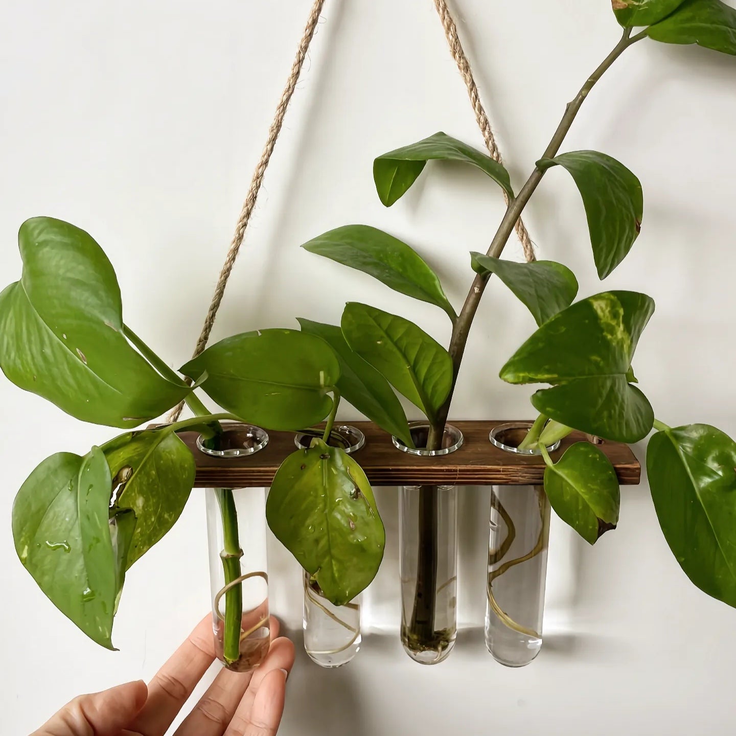 plant propagation wall hanging Wall Hanging Propagation Station – Happyplanthome