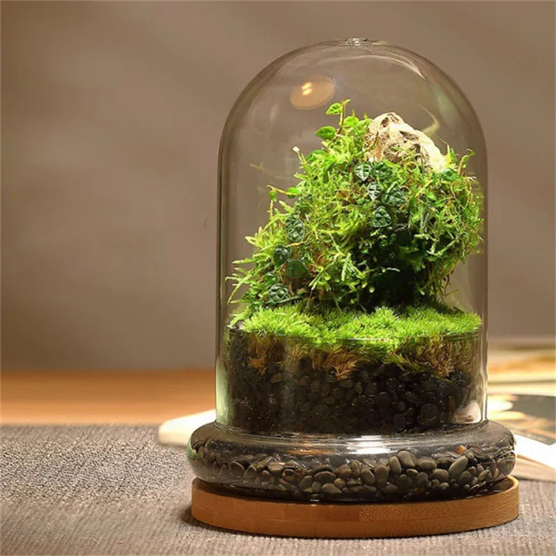 cloche terrarium plants Cloche Terrarium