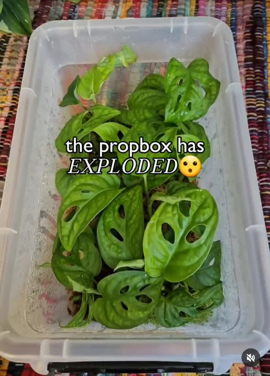 Crafting Your Own Prop Box: A Comprehensive Guide