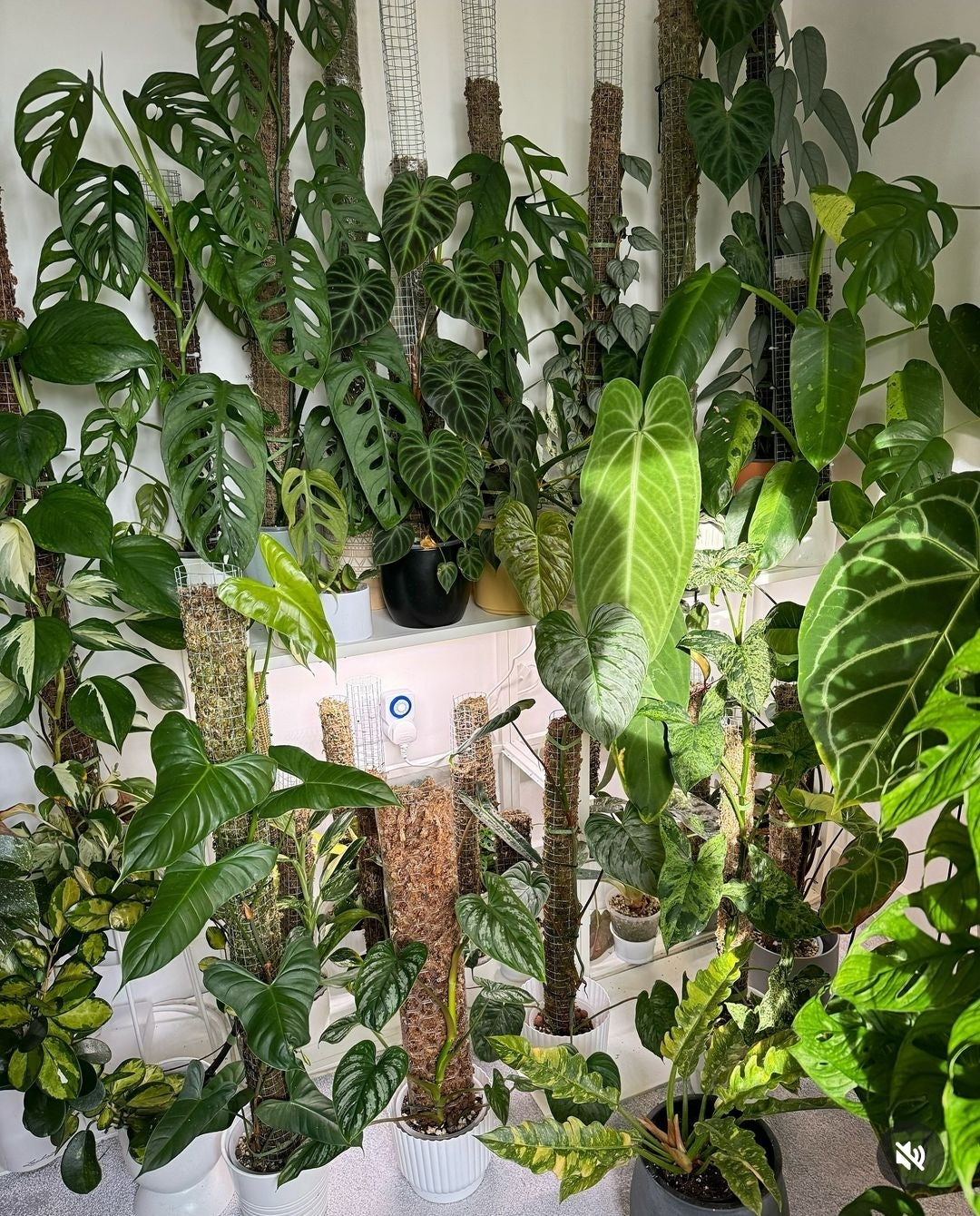 Moss Poles: Enhancing Trailing Plant Growth and Aesthetic Appeal