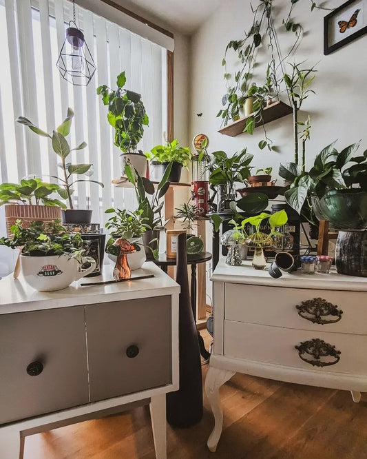 Urban Jungle Oasis: A Guide to Stylish Indoor Plant Decor and Accessories