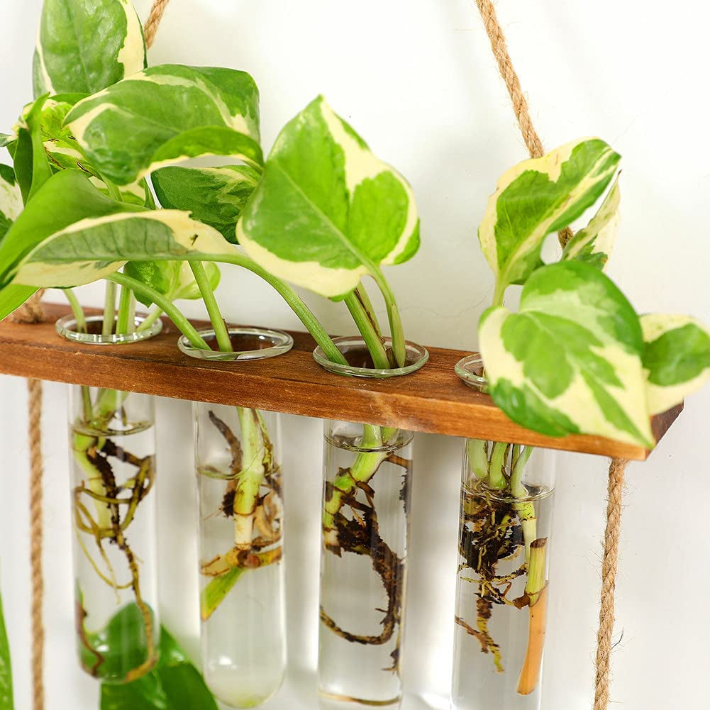 Wall Hanging Propagation Station + free LED Lights 🎁