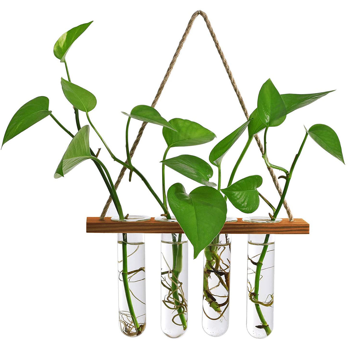 Wall Hanging Propagation Station + free LED Lights 🎁