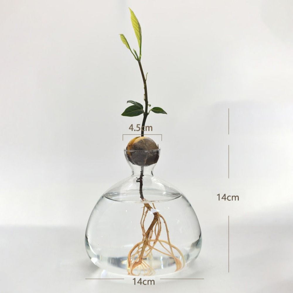 Propagation Vase