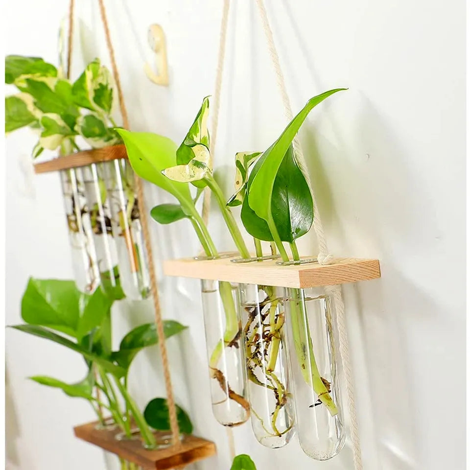 Wall Hanging Propagation Station + free LED Lights 🎁