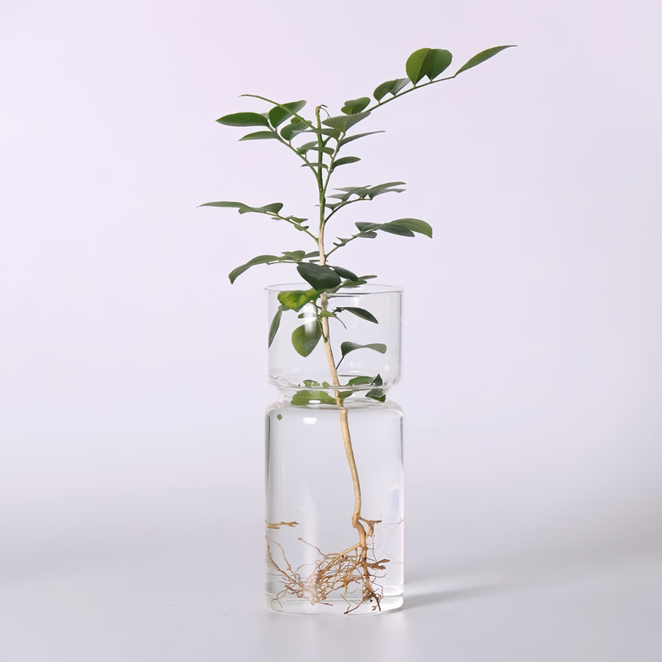 Glass Propagation Vase