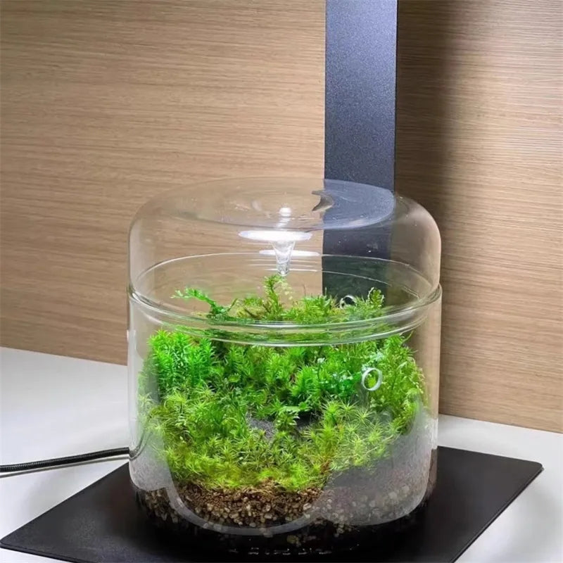 Glass Terrarium