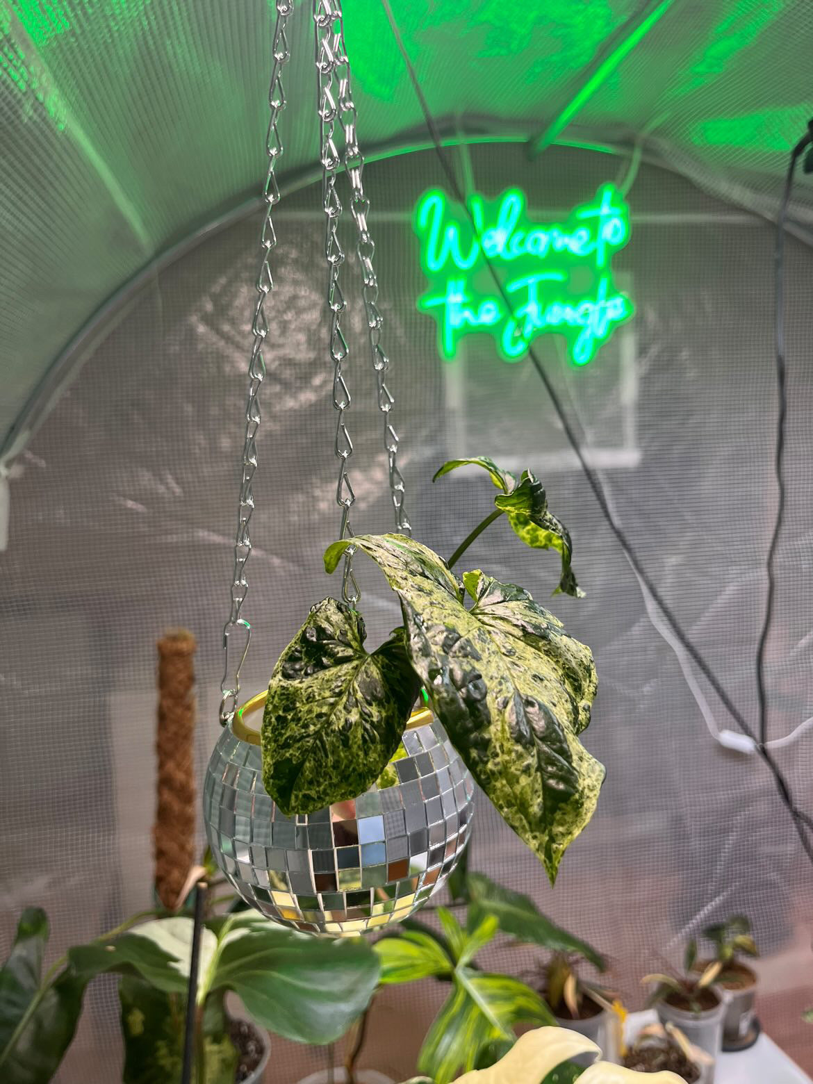 "Welcome to the jungle" LED Light