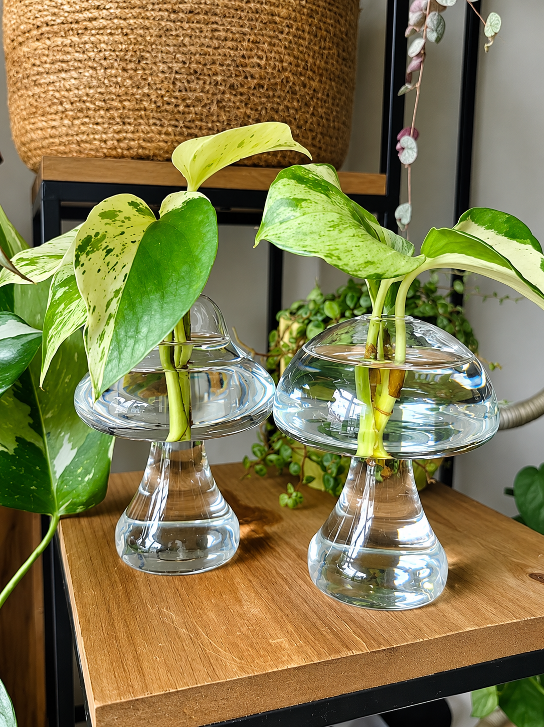 Mushroom propagation jars