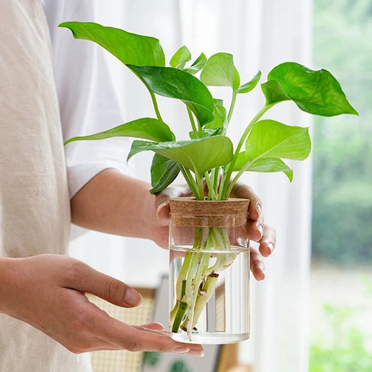 Propagation Glass Jars