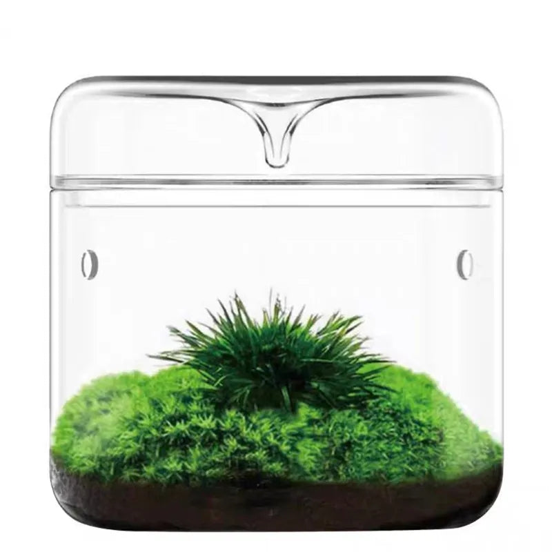 Glass Terrarium