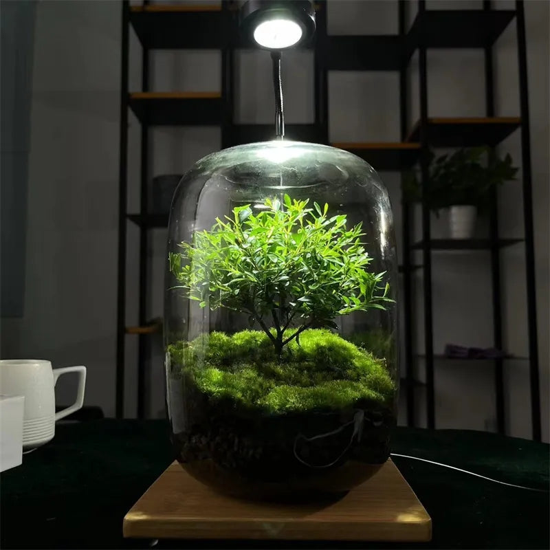 Glass Terrarium