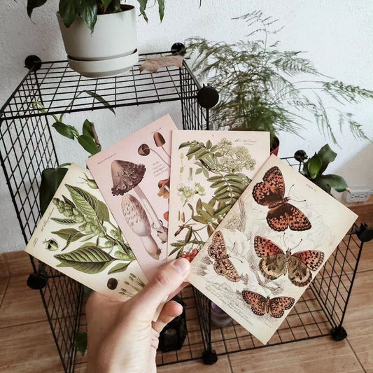 Botanical postcards (30 pcs)