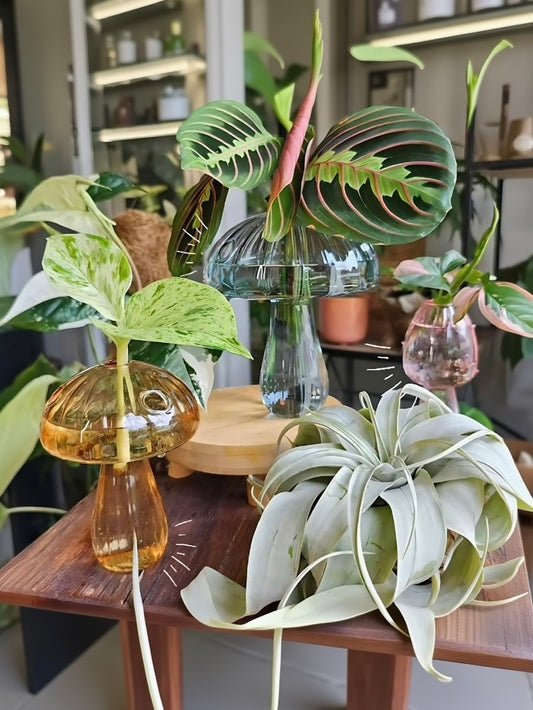 Mushroom glass vases