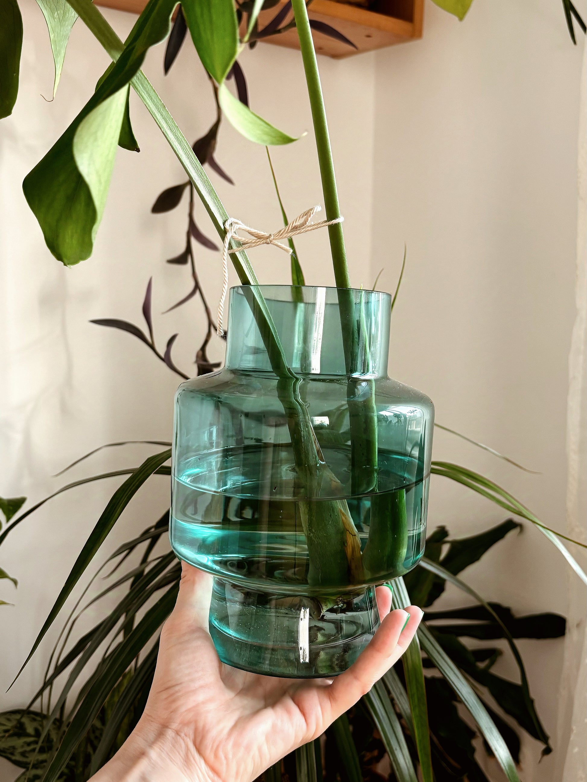 large glass vase for monstera Monstera Propagation Vase
