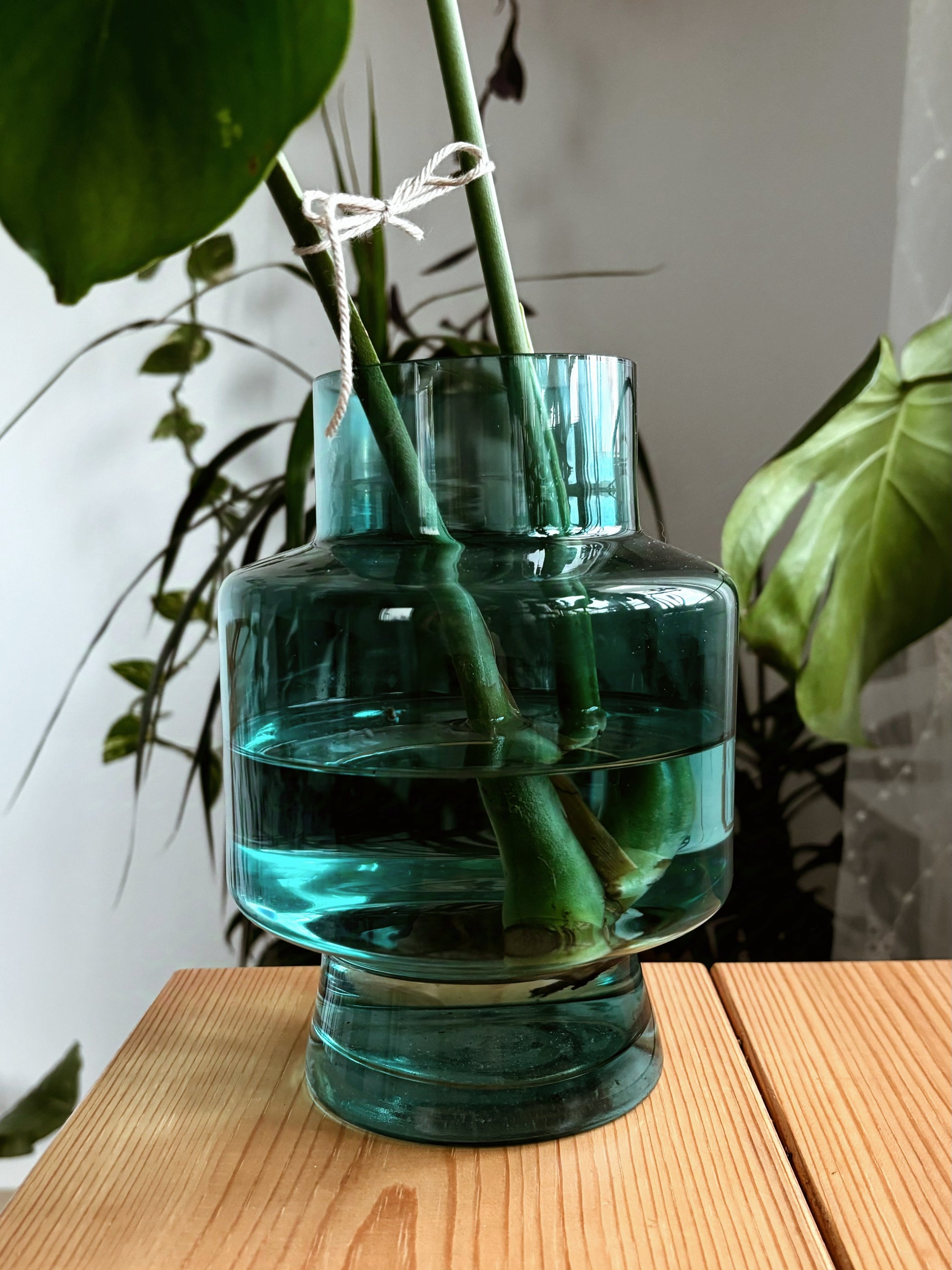 monstera plant in glass vase Monstera Propagation Vase – Happyplanthome
