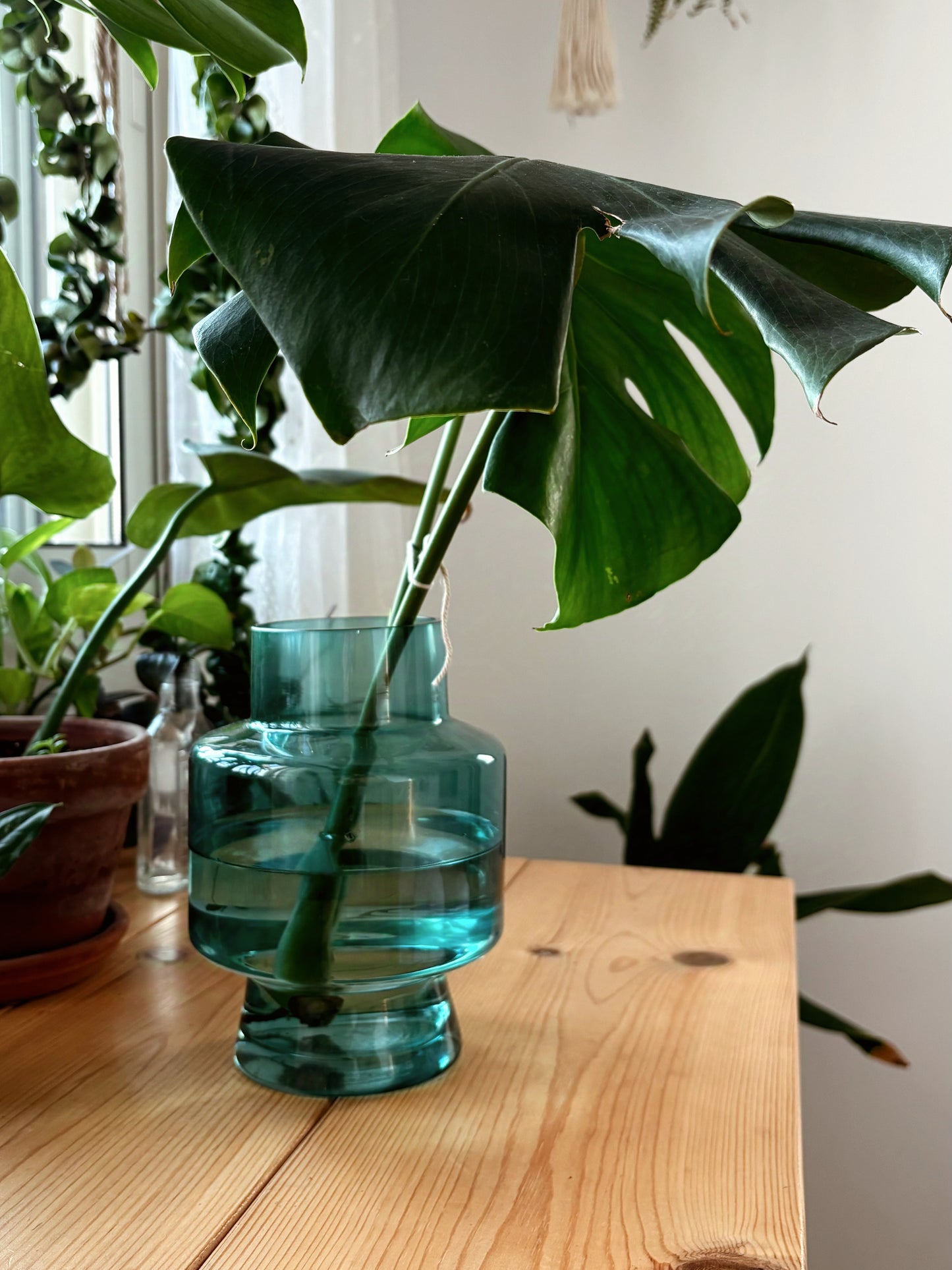 buy monstera cutting Monstera Propagation Vase – Happyplanthome
