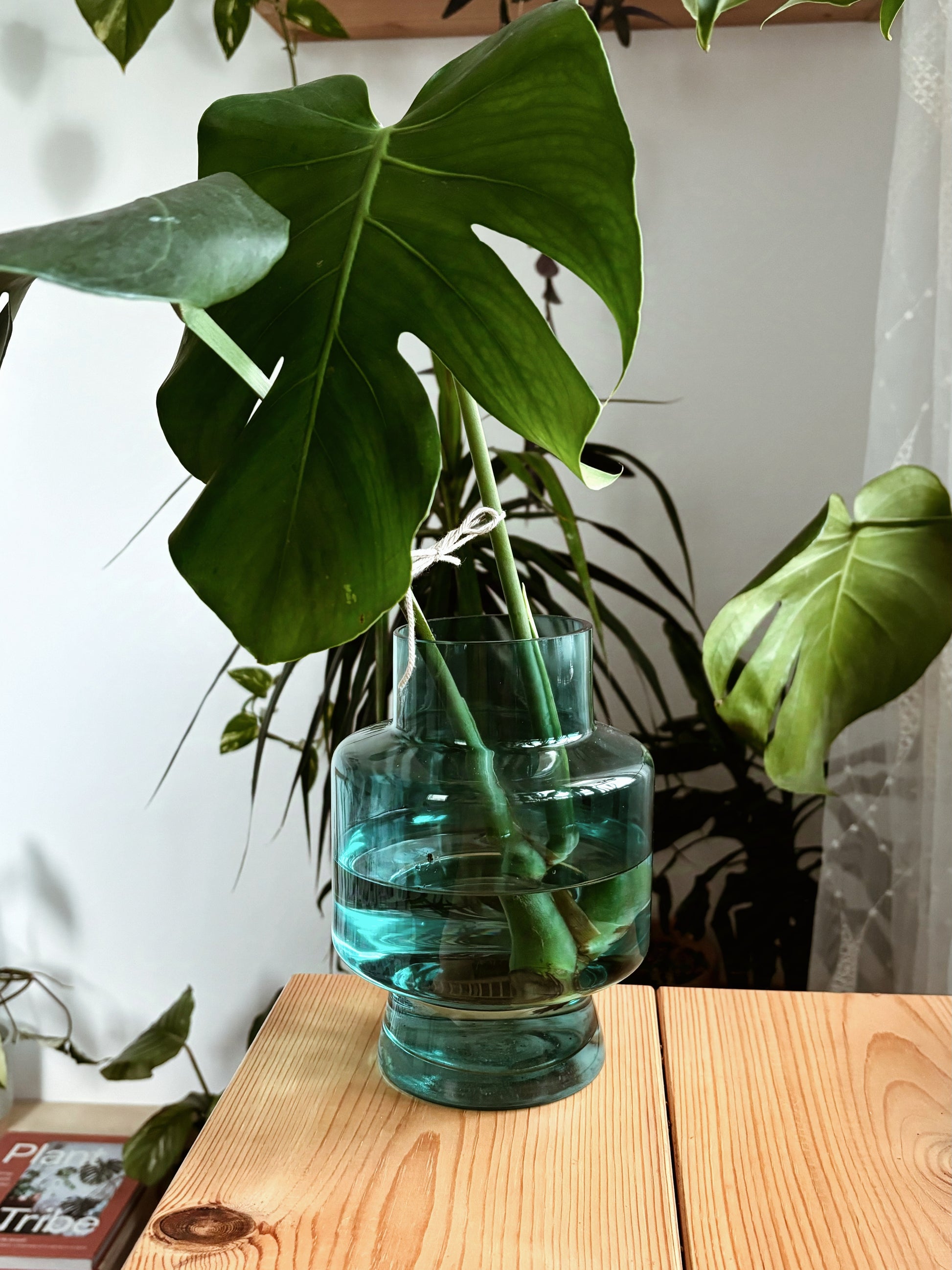 can a monstera cutting grow in water Monstera Propagation Vase – Happyplanthome