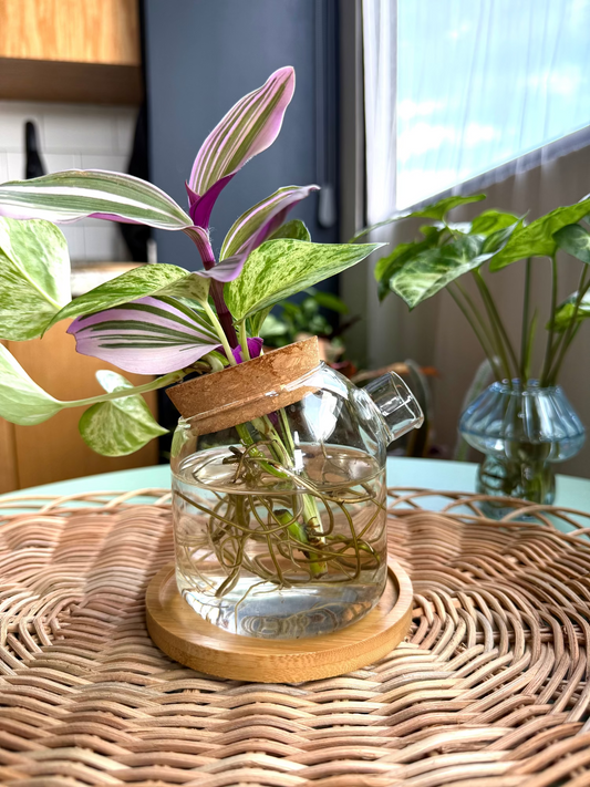 Propagation glass jar with cork lid & bamboo tray