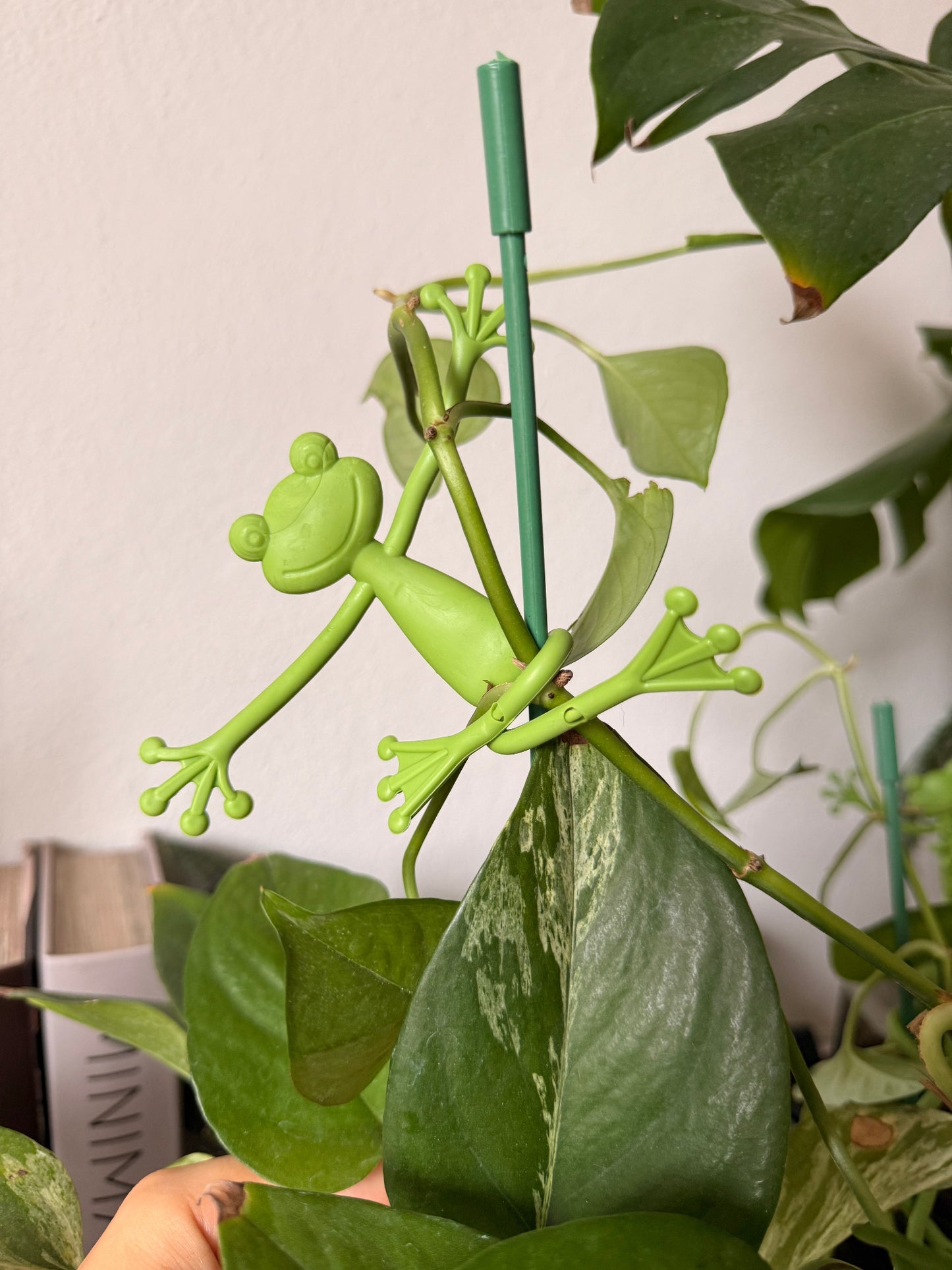 Frog Plant Holders 🐸