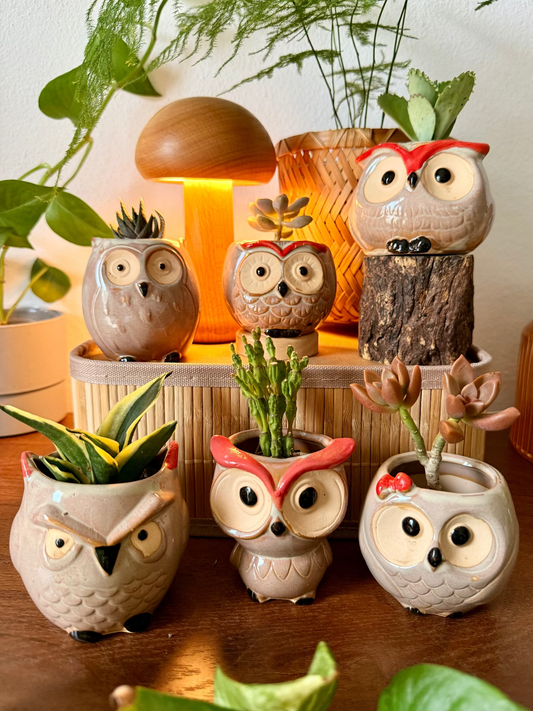 Handmade Ceramic Owl Pots 🪴🦉