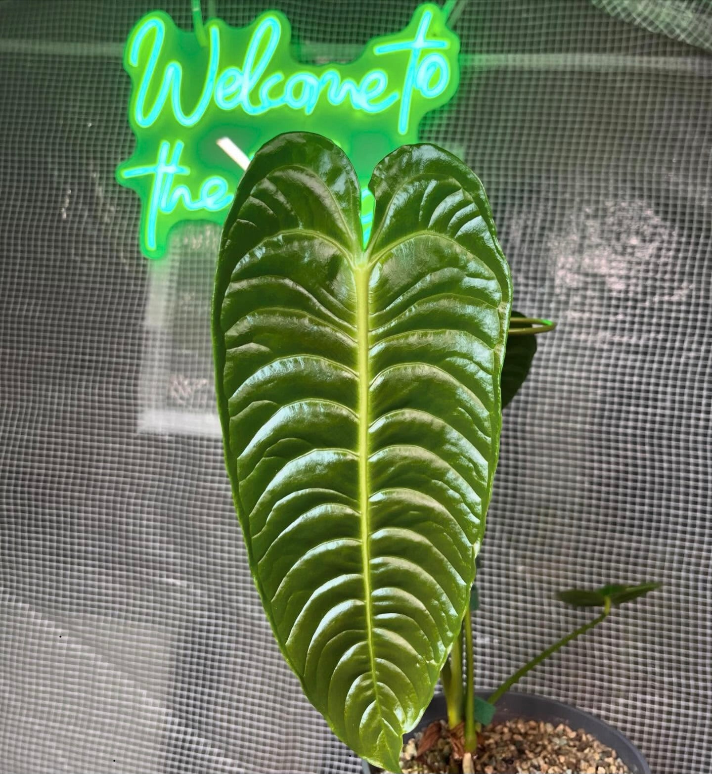 "Welcome to the jungle" LED Light