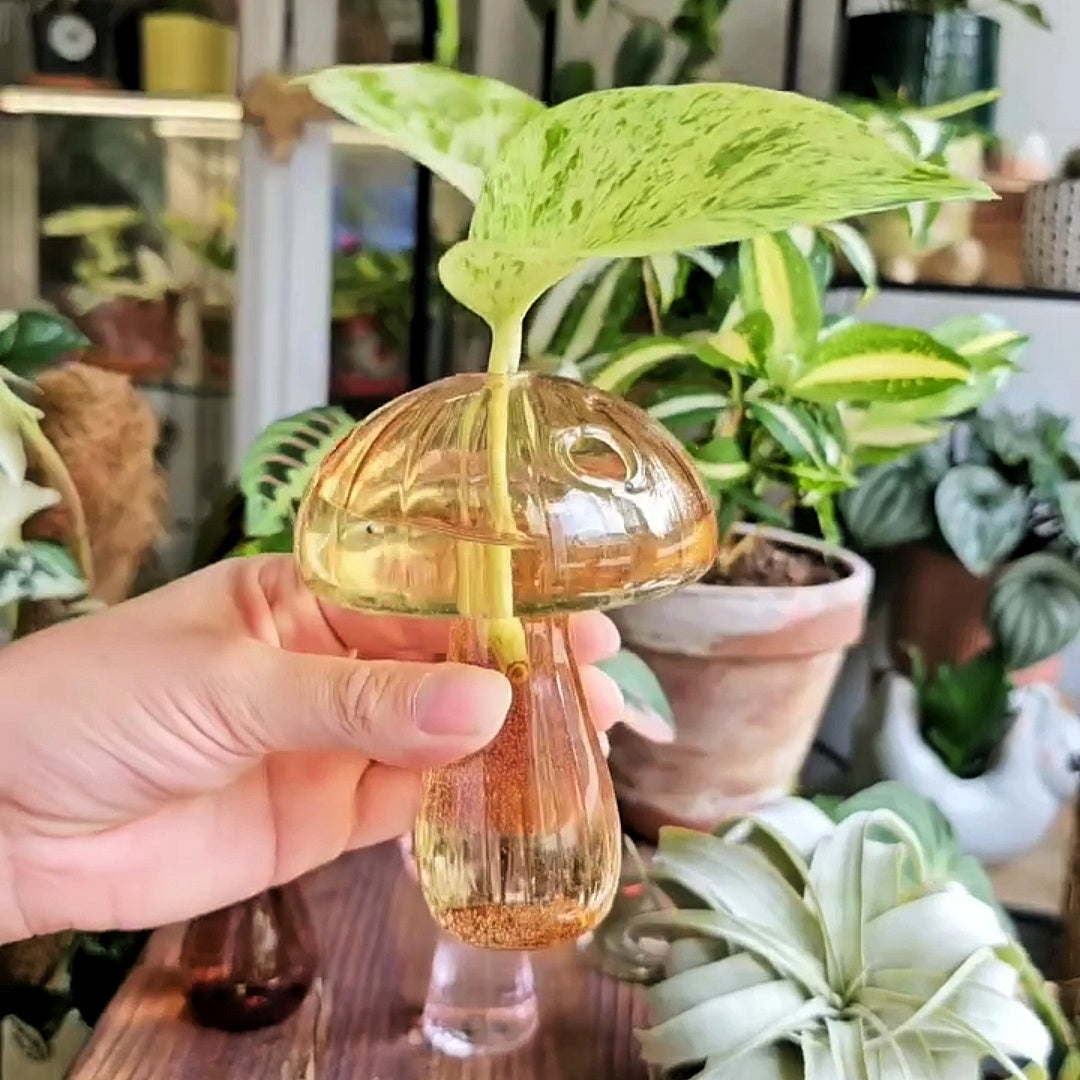 Mushroom glass vases