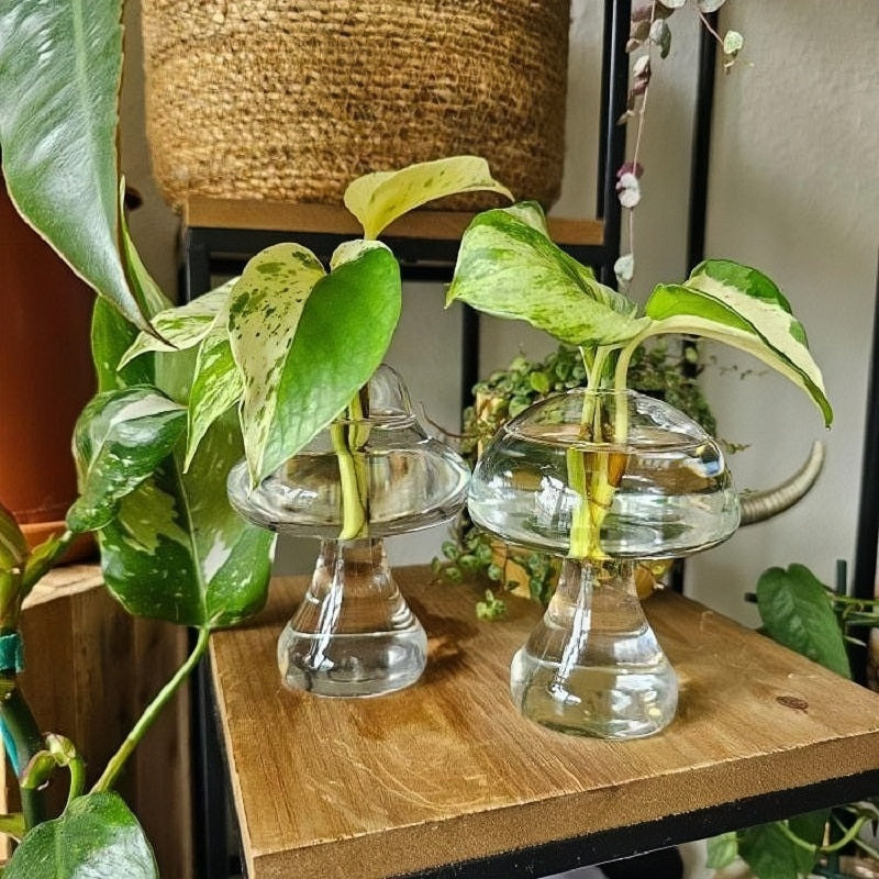 Mushroom propagation jars