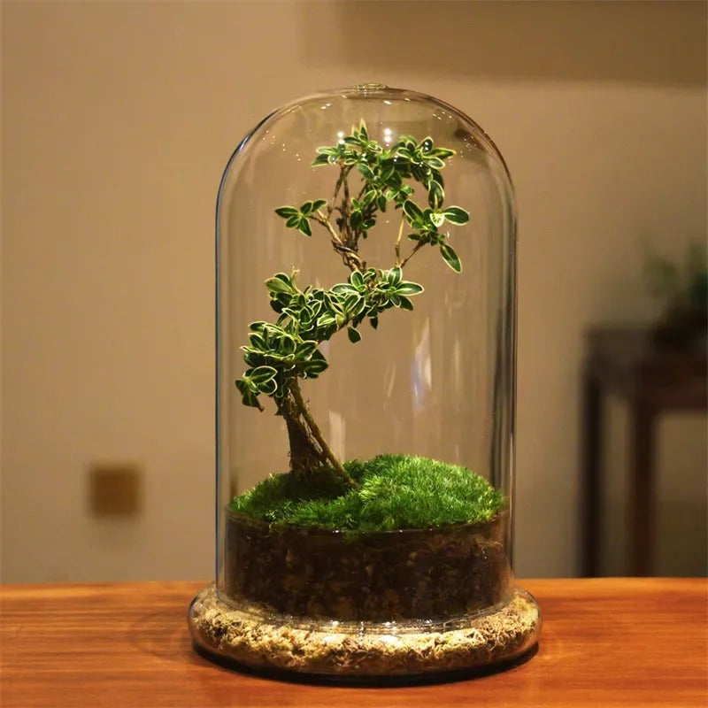 best plants for a cloche terrarium Cloche Terrarium – Happyplanthome