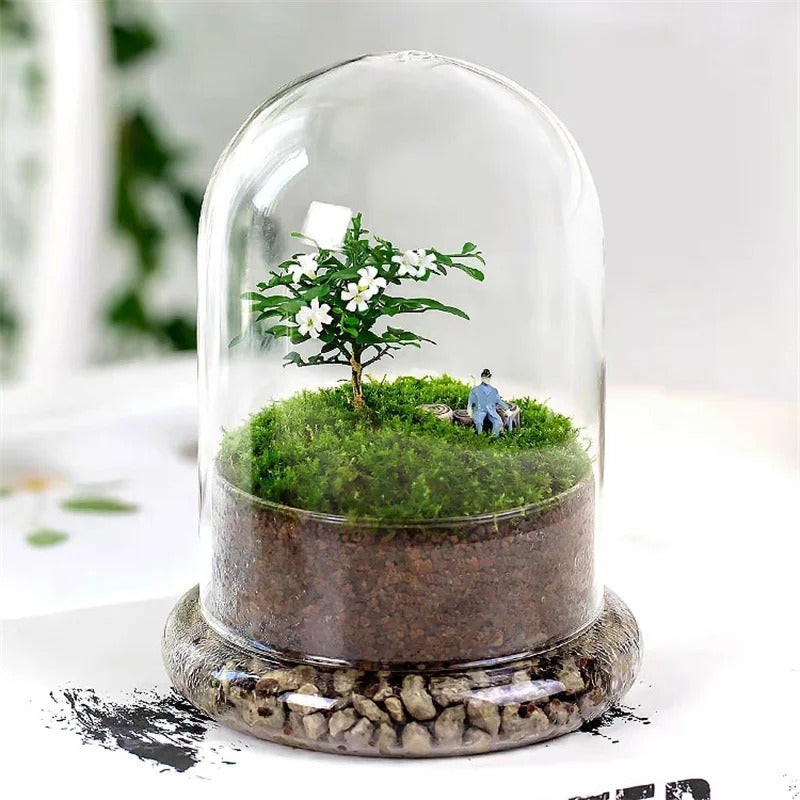 Cloche Terrarium