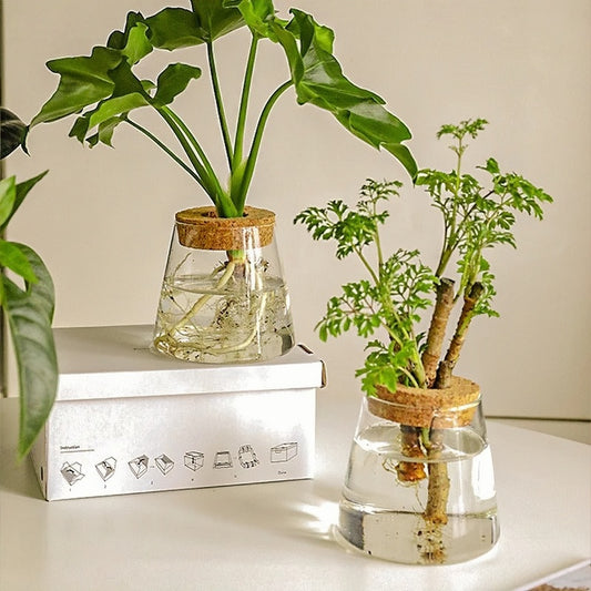 Propagation glass jar + bamboo base