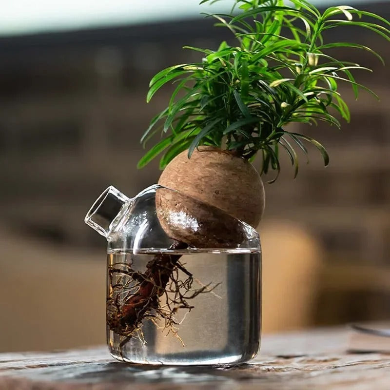 Propagation glass jar with cork lid