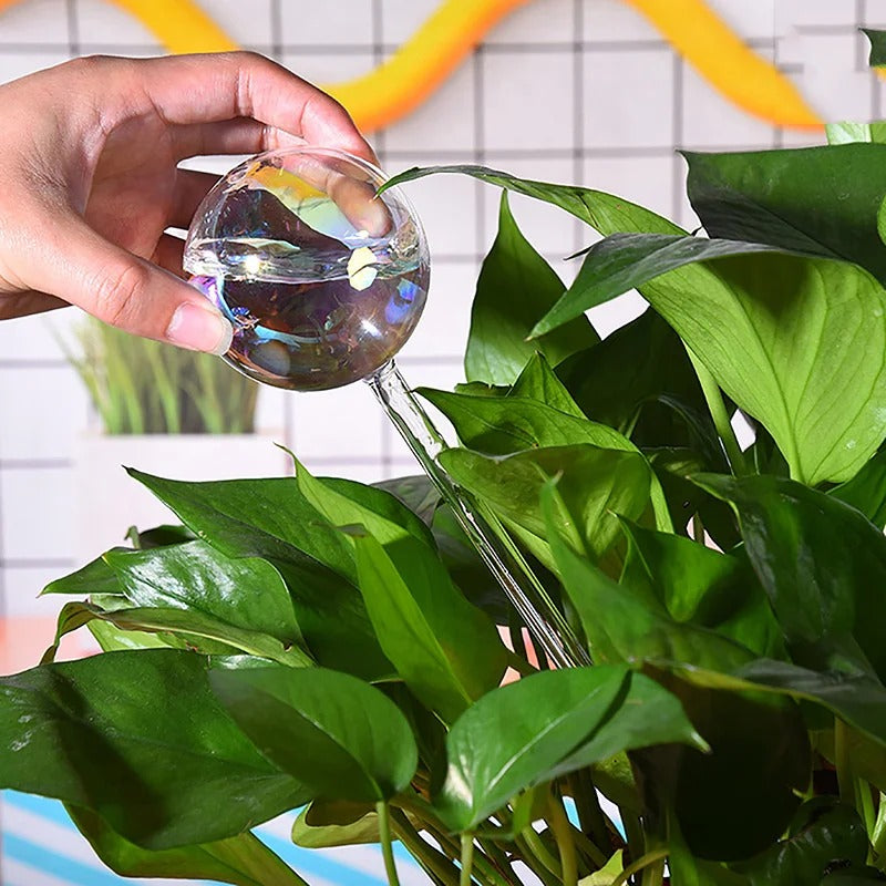 Rainbow Tint Self-Watering Feeders