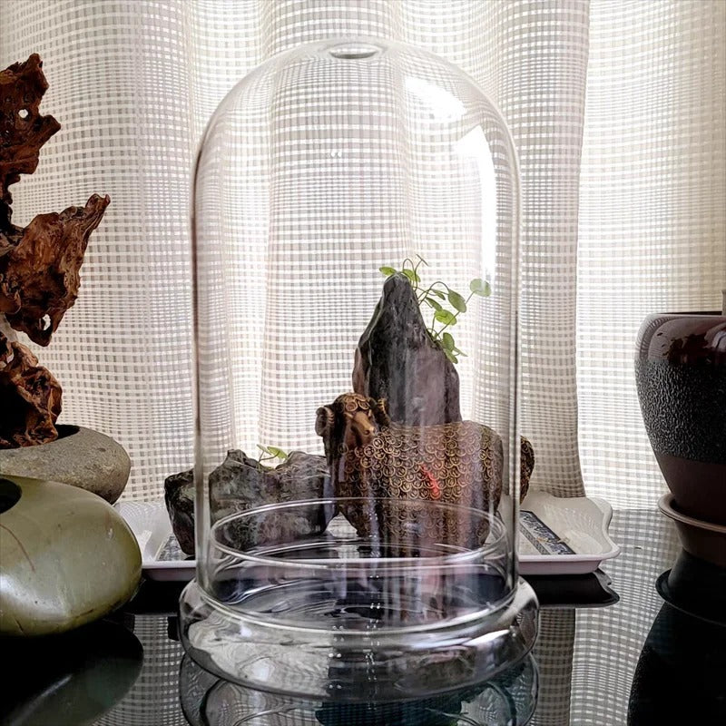 Cloche Terrarium