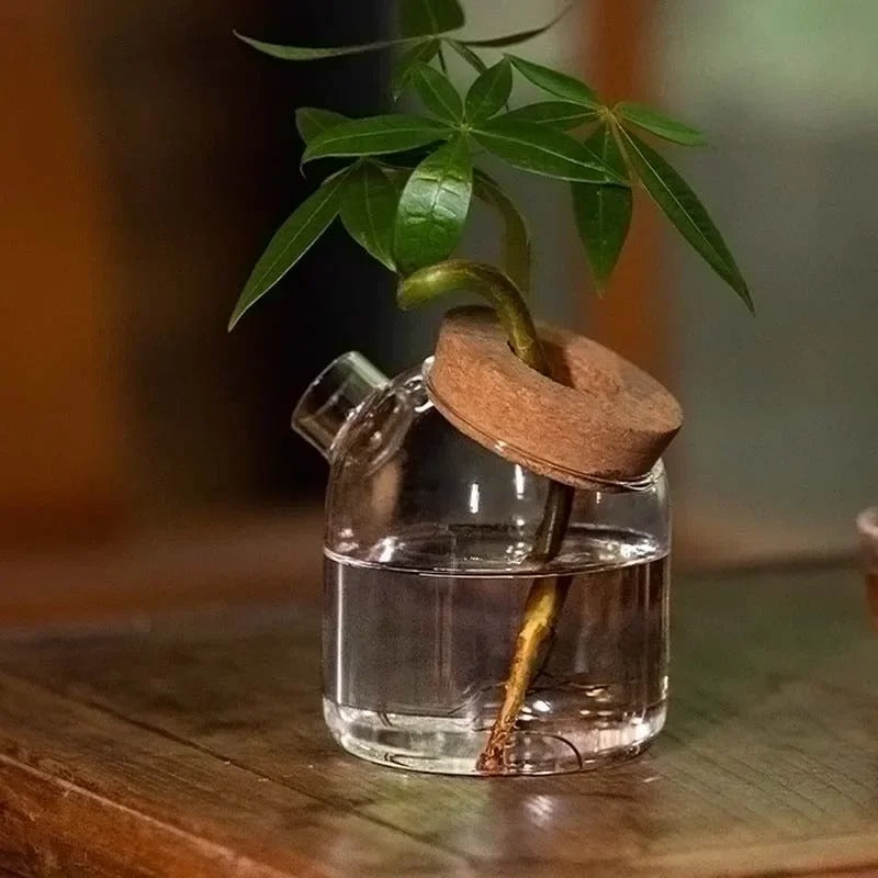 Propagation glass jar with cork lid