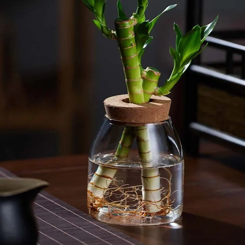 Propagation glass jar with cork lid