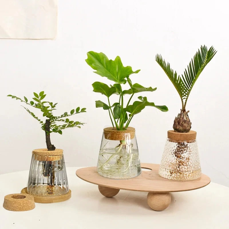 Propagation glass jar + bamboo base