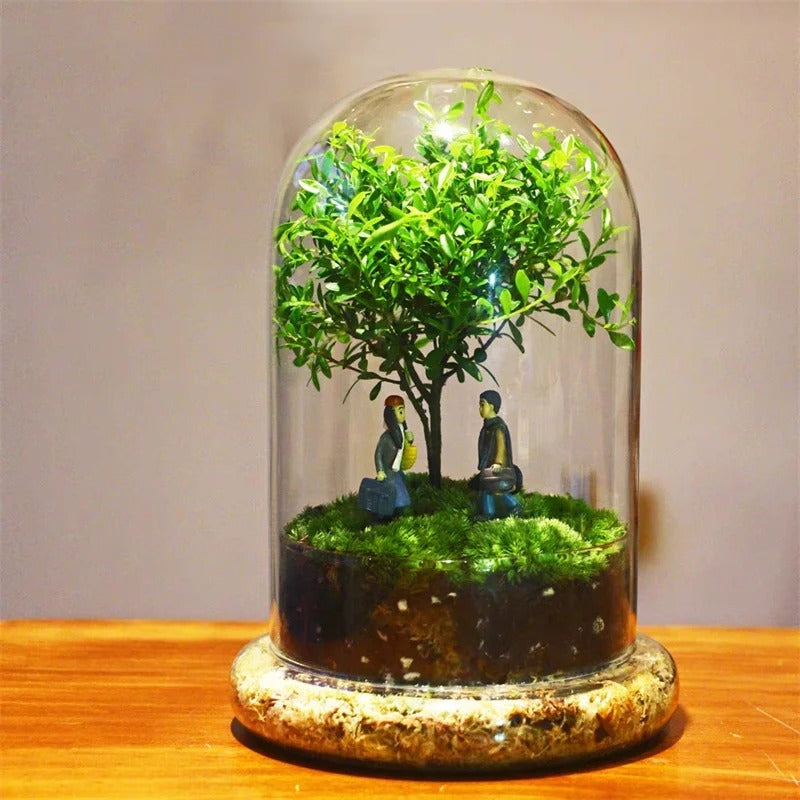 Cloche Terrarium