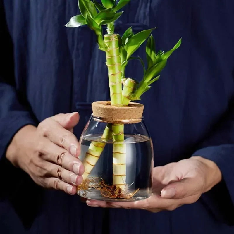 Propagation glass jar with cork lid