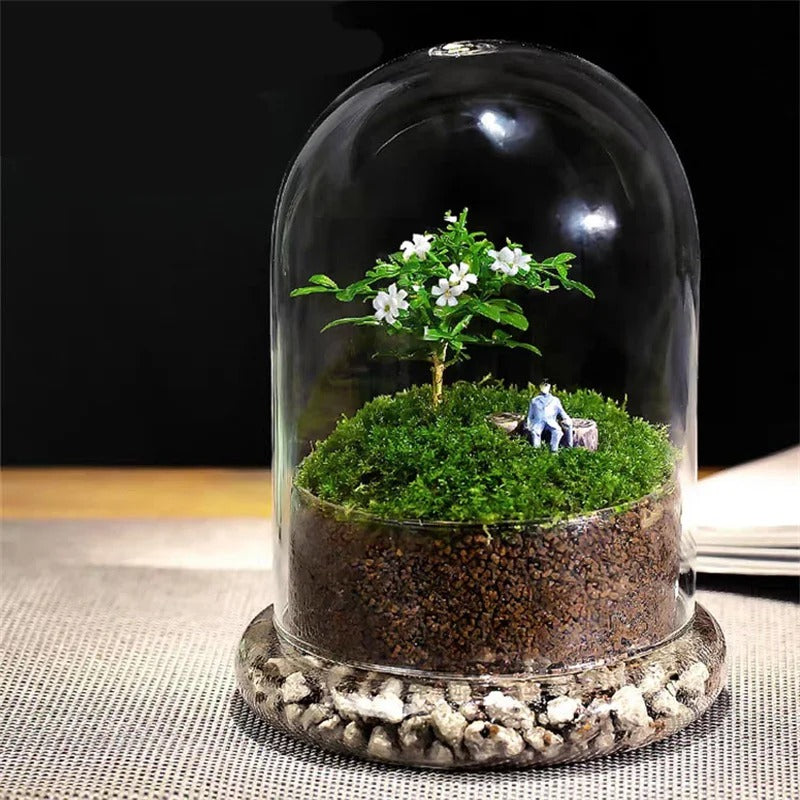 Cloche Terrarium