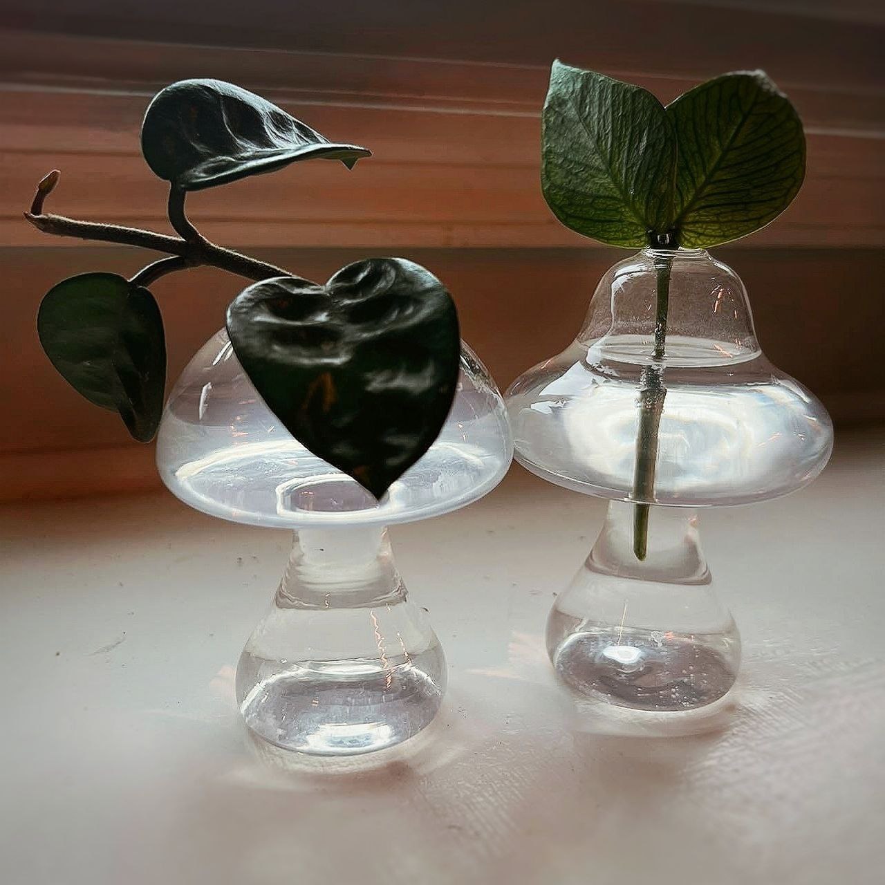 Mushroom propagation jars