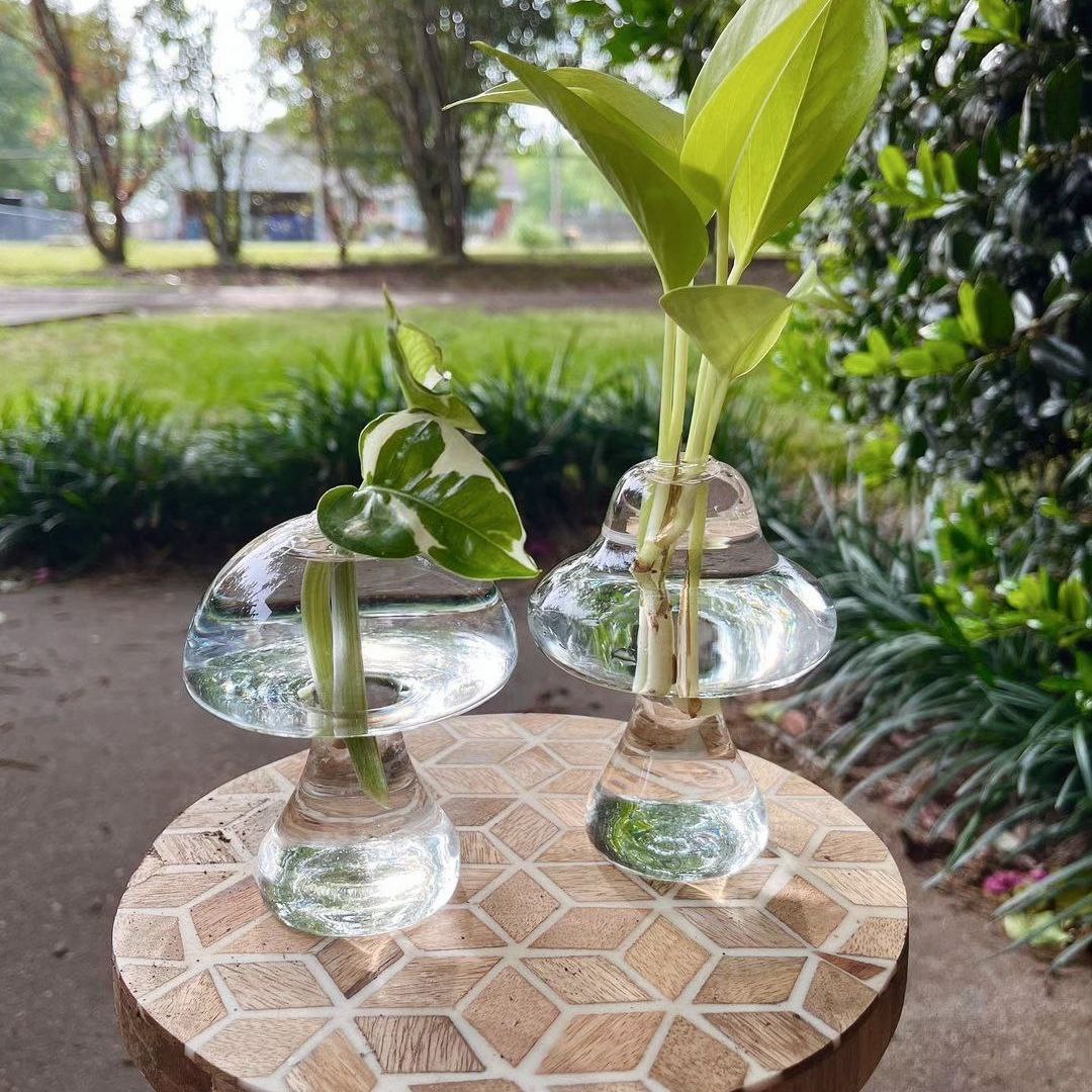 Mushroom propagation jars