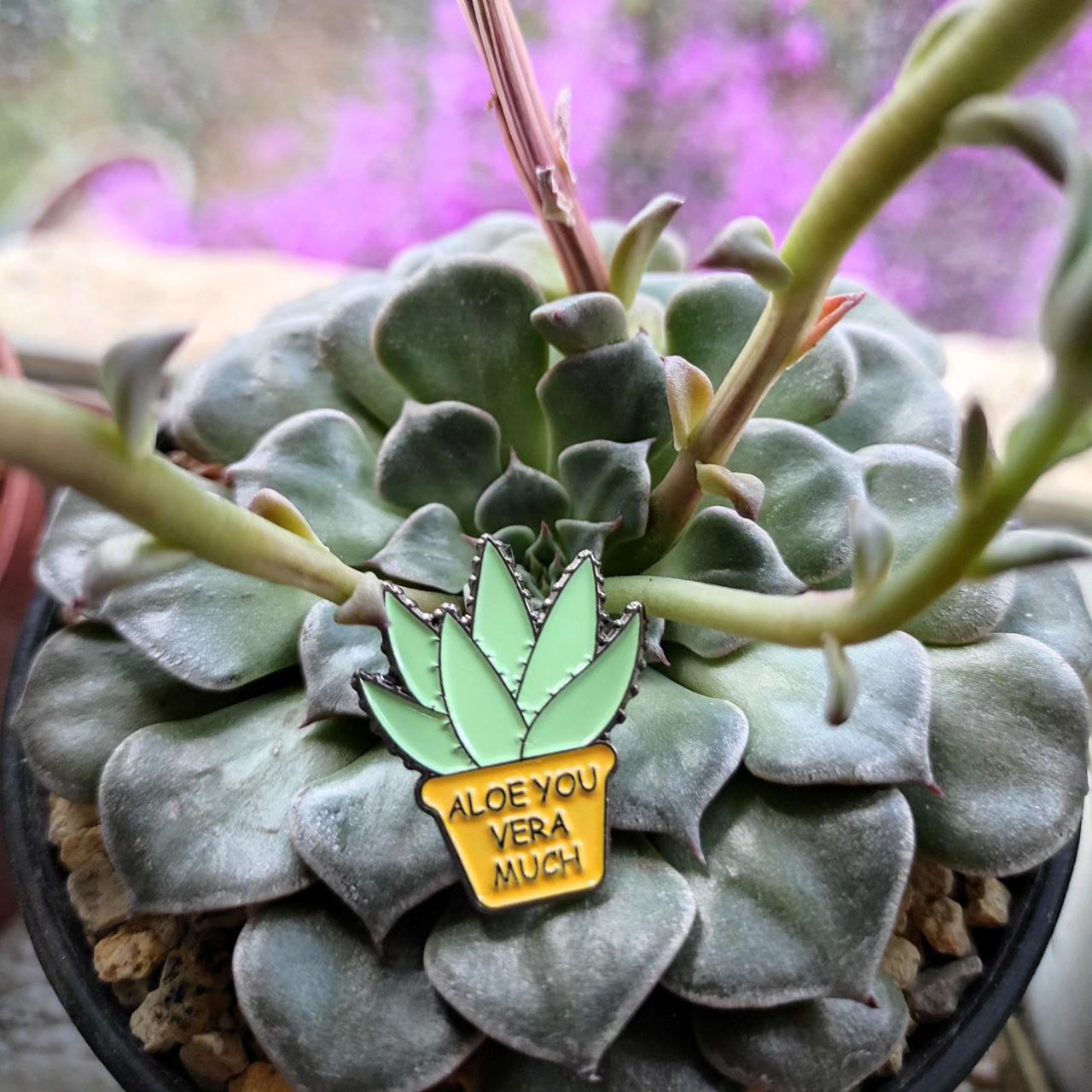 'Aloe you vera much' pin