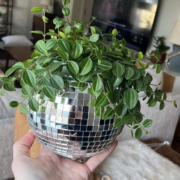 Disco Ball Hanging Planter